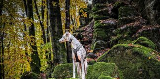 Wandern im Westerwald mit Hund im Herbst
